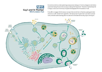 NHS Histopathology Illustration