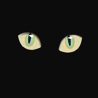 Black Cat Animation