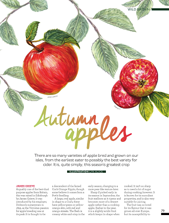 British Apple Varieties ~ Watercolor, Editorial