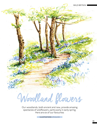 Bluebell Woodland ~ Watercolor