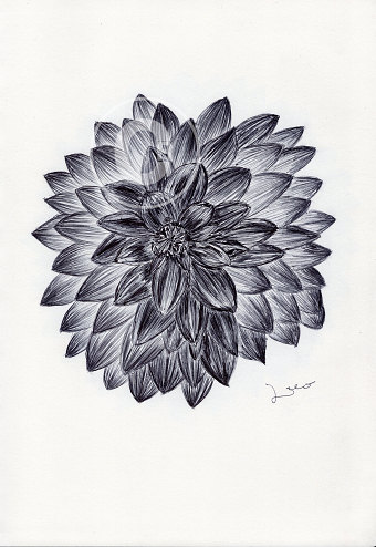 BALLPEN FLOWERS