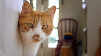 If You Feed Me Go-Cat