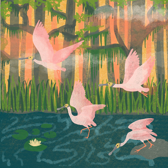The Everglades Illustration