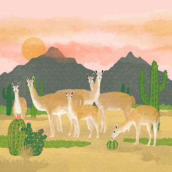 Guanaco Illustration