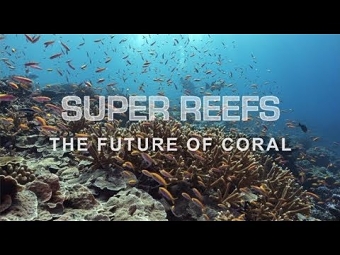 Super Reefs, the future of corals