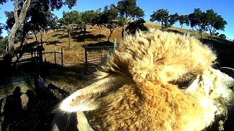 Alpacas