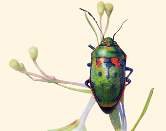 Scutiphora pedicellata