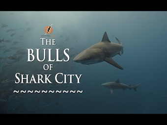 The Bulls of Shark City