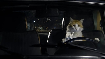 Cat Responsibly