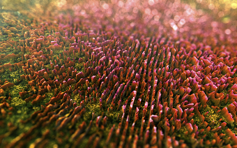 Reactive diffusion experiments