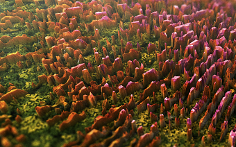 Micro landscape details