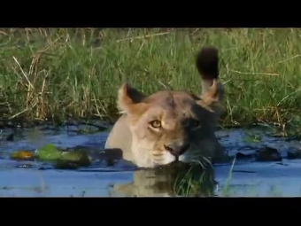 Wildlife RELENTLESS ENEMIES