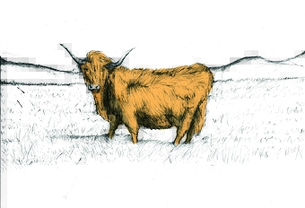 Highland cow