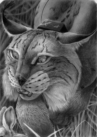 Lynx pardinus