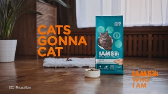 IAMS -Catness