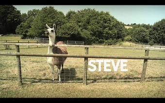 STEVE
