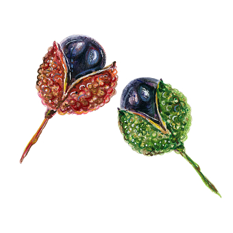 Watercolor illustration of Sichuan peppercorns