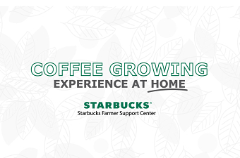 Coffee Growing Experience at Home