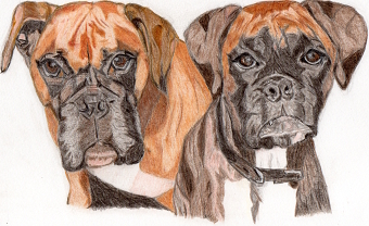 Boxers