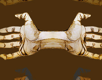 Hands