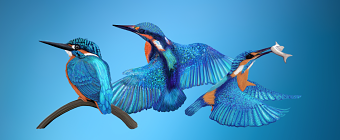 Trio of Kingfishers