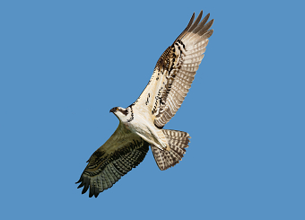 Osprey over Rutland