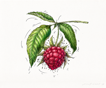 ILLUSTRATIONS for 'VEGGO' brand (I)