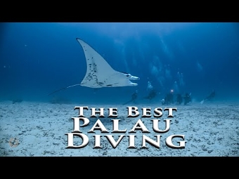 SCUBA Dive Palau the right way. Diving with the best