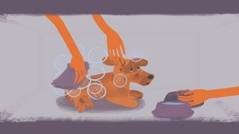 Dog transformation