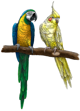 Kaytee: Cockatiel & Macaw
