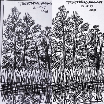 Rushes, Trentham Gardens in 2017