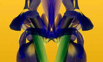 Flora Symmetria Photography