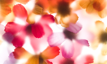 Flora Rozita Brand & Product Design