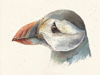 THE ATLANTIC PUFFIN