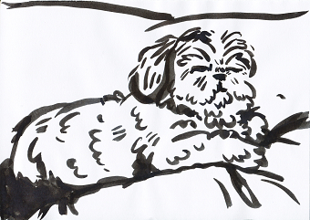Geordie, The Little Shih-Tzu