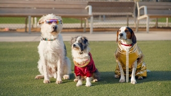 Dog Park