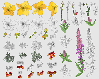 Botanical illustration