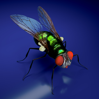 3D Fly for animation project