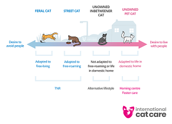 Cat Friendly Solutions for Unowned Cats