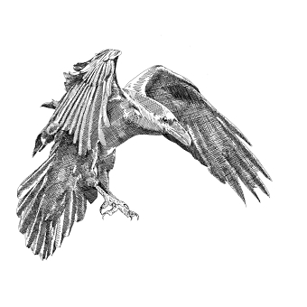 Bird studies