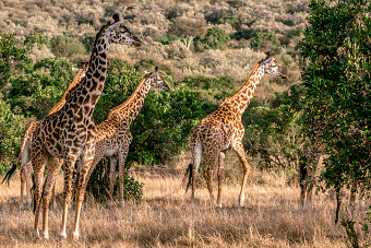 Magicalkenya Maasai Mara National Reserve H.I.S. Kenya