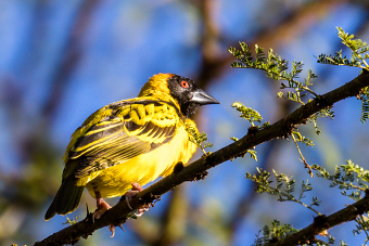 Maasai Mara National Reserve H.I.S. Kenya Magicalkenya