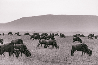 Maasai Mara National Reserve MagicalKenya H.I.S. Kenya