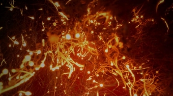 FIRETREE // THE LEGEND OF...