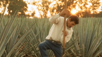 Avion - Sounds of Agave