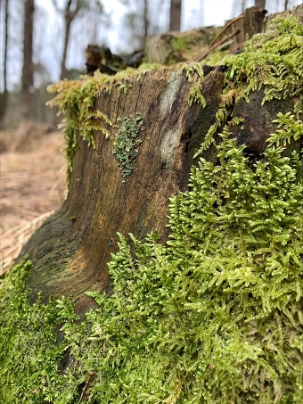 Nature (Green)