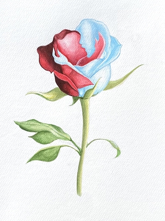 The Kissing Rose