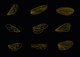 Identity for the craft production of honey Ommed