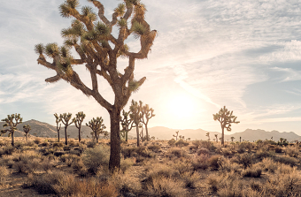 Joshua Tree 360 Sunrise