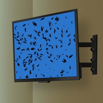 Fly Catcher